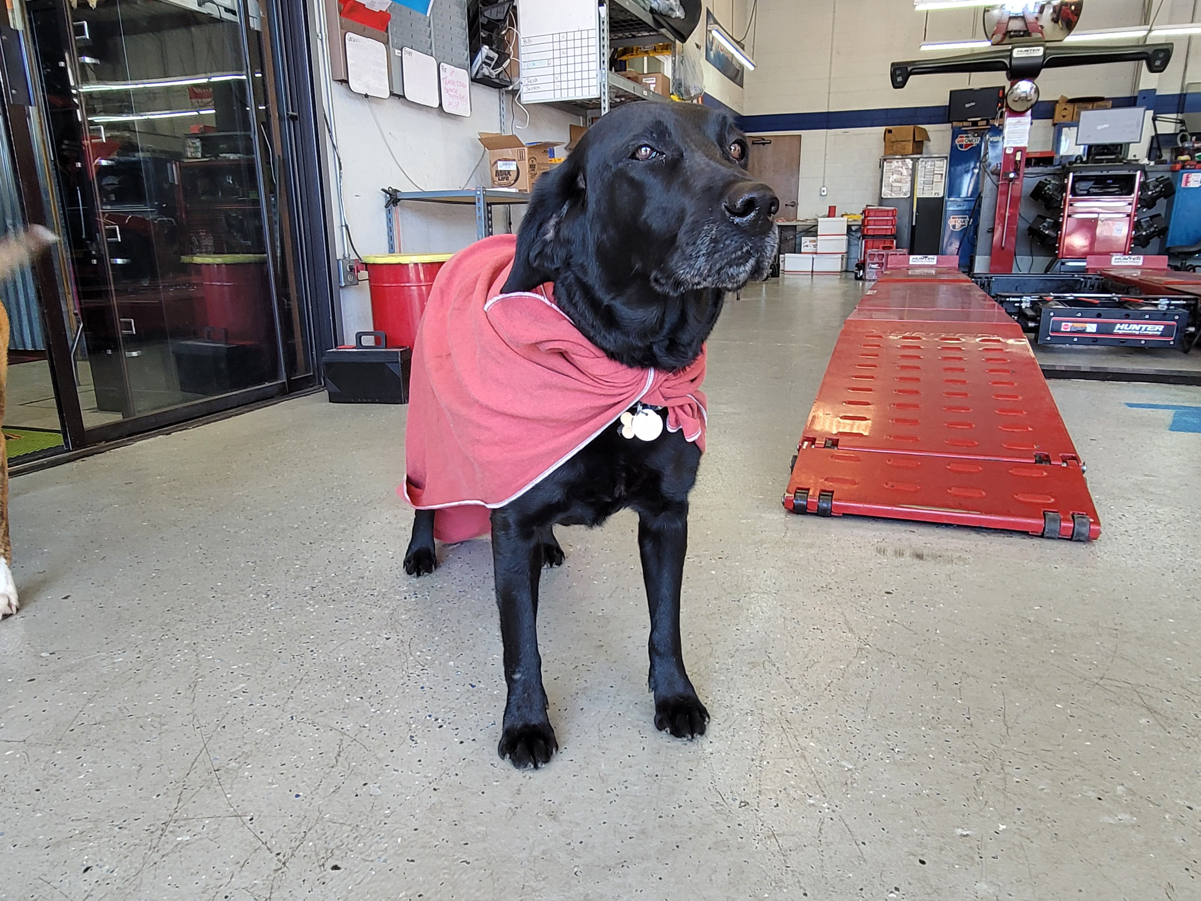 Maggie, the Hahn Automotive shop dog